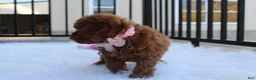Toy Poodle dogs for sale: McKenna  - Ad 5