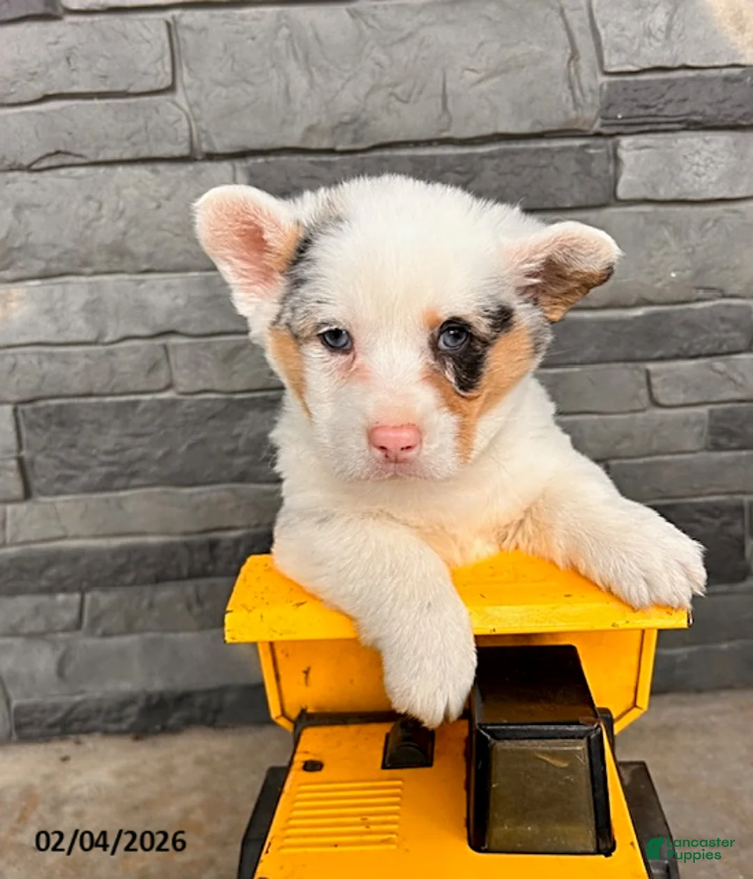 Welsh Corgi Pembroke dogs for sale: Duke - Ad 2