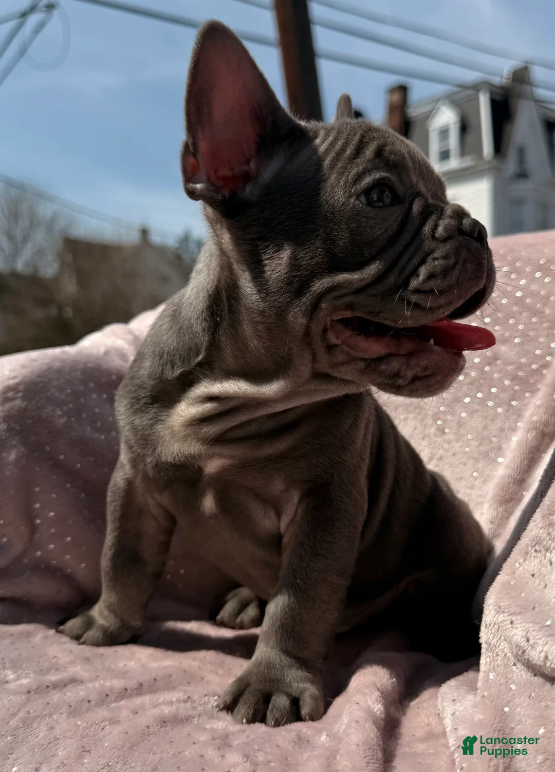 French Bulldog dogs for sale: River - Ad 2