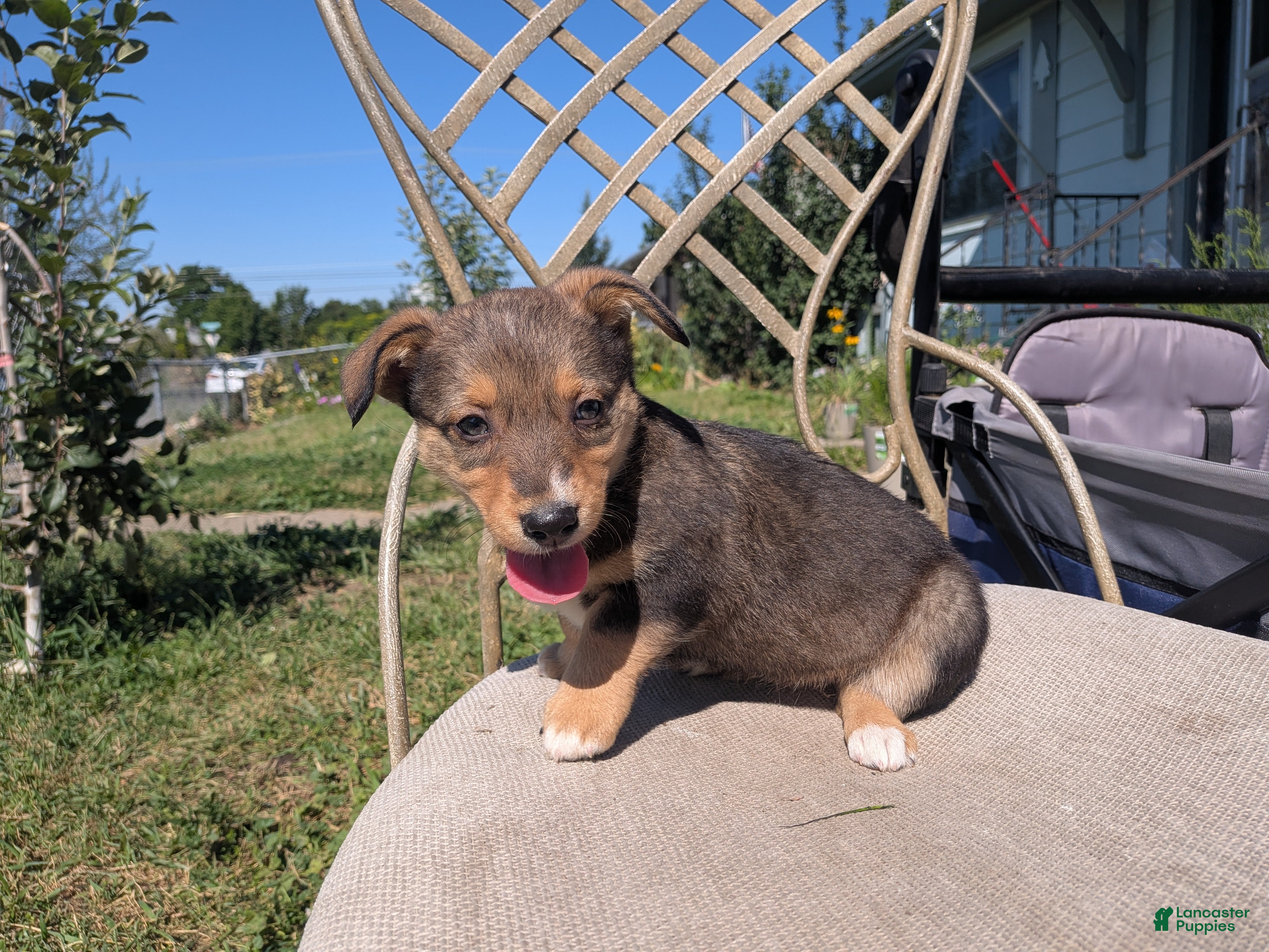 Mixed Breed dogs No collar  - Ad 9