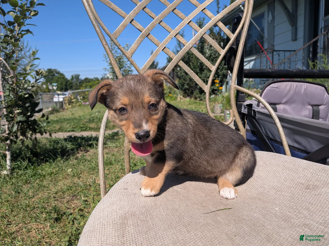 Mixed Breed dogs for sale: No collar  - Ad 1
