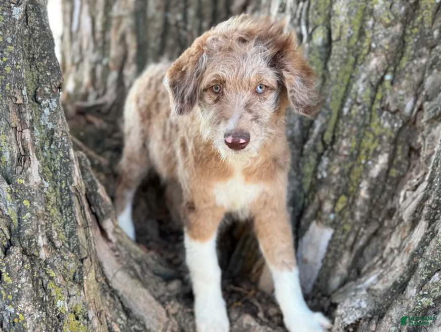 Aussiedoodle dogs Red Merle Male - Ad 2