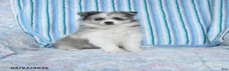 Pomsky dogs for sale: Jewel - Ad 1