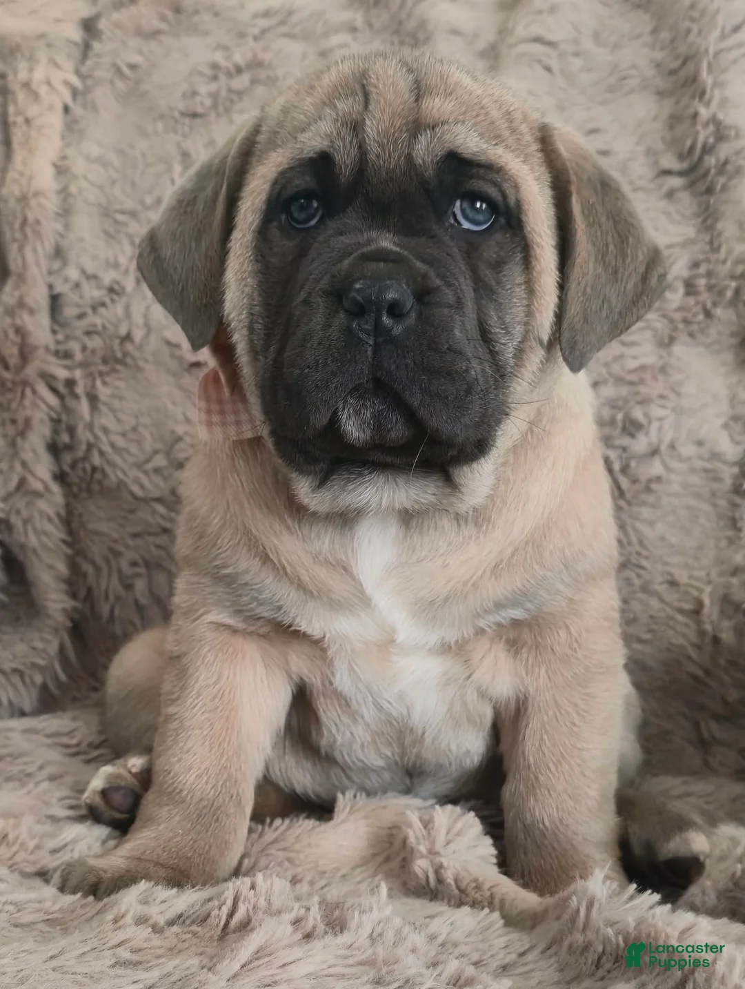 Cane Corso dogs for sale: Camile - Ad 3