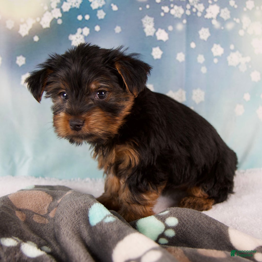 Yorkshire Terrier dogs for sale: Lela - Ad 3