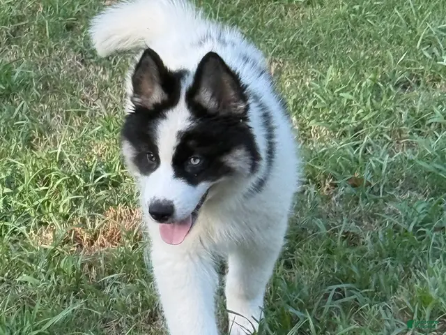 Gerberian Shepsky dogs for sale: Walker - Ad 2