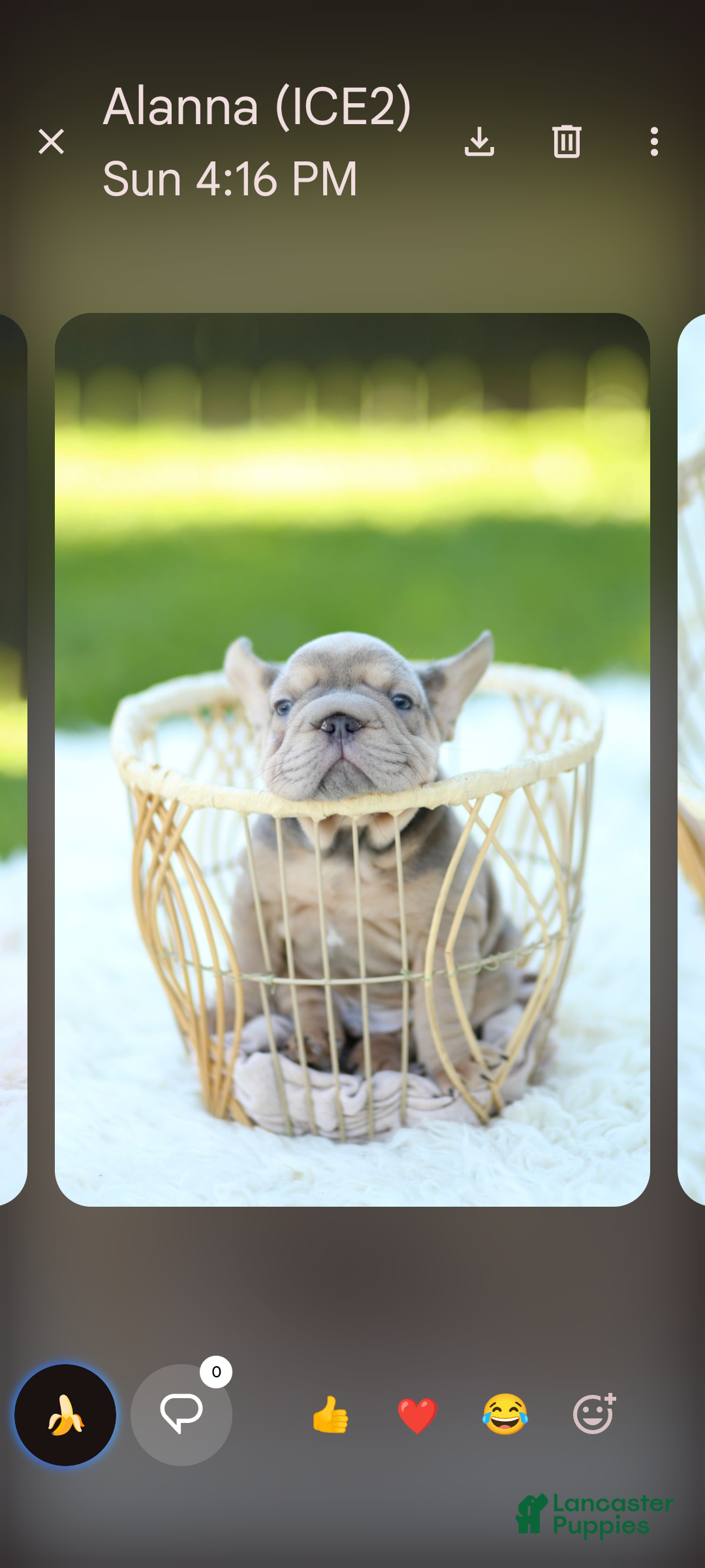 French Bulldog dogs Andre - Ad 1