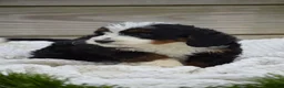 Mini Bernedoodle dogs for sale: Lenny - Ad 5