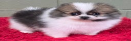 Pomeranian dogs for sale: Bits - Ad 7
