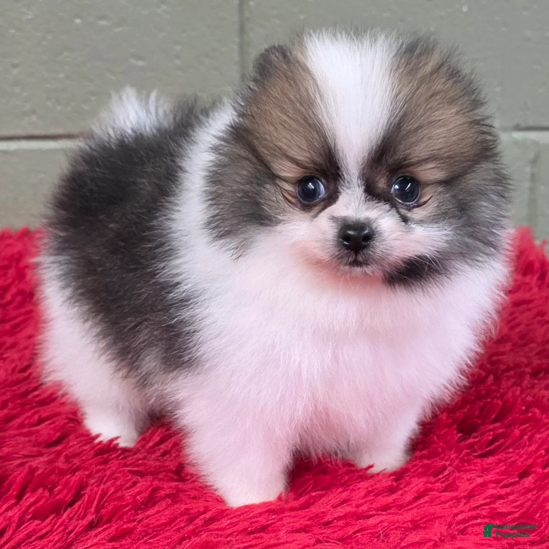 Pomeranian dogs for sale: Bits - Ad 7