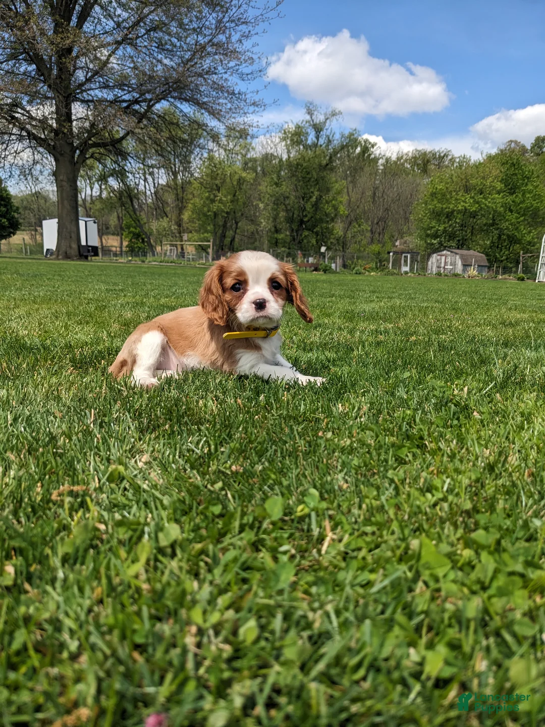 Cavalier King Charles Spaniel dogs for sale: Krissie - Ad 12