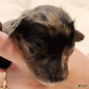 Mini Aussiedoodle dogs for sale: Pixie_Female Blue Merle Mini-Aussiedoodle - Ad 8
