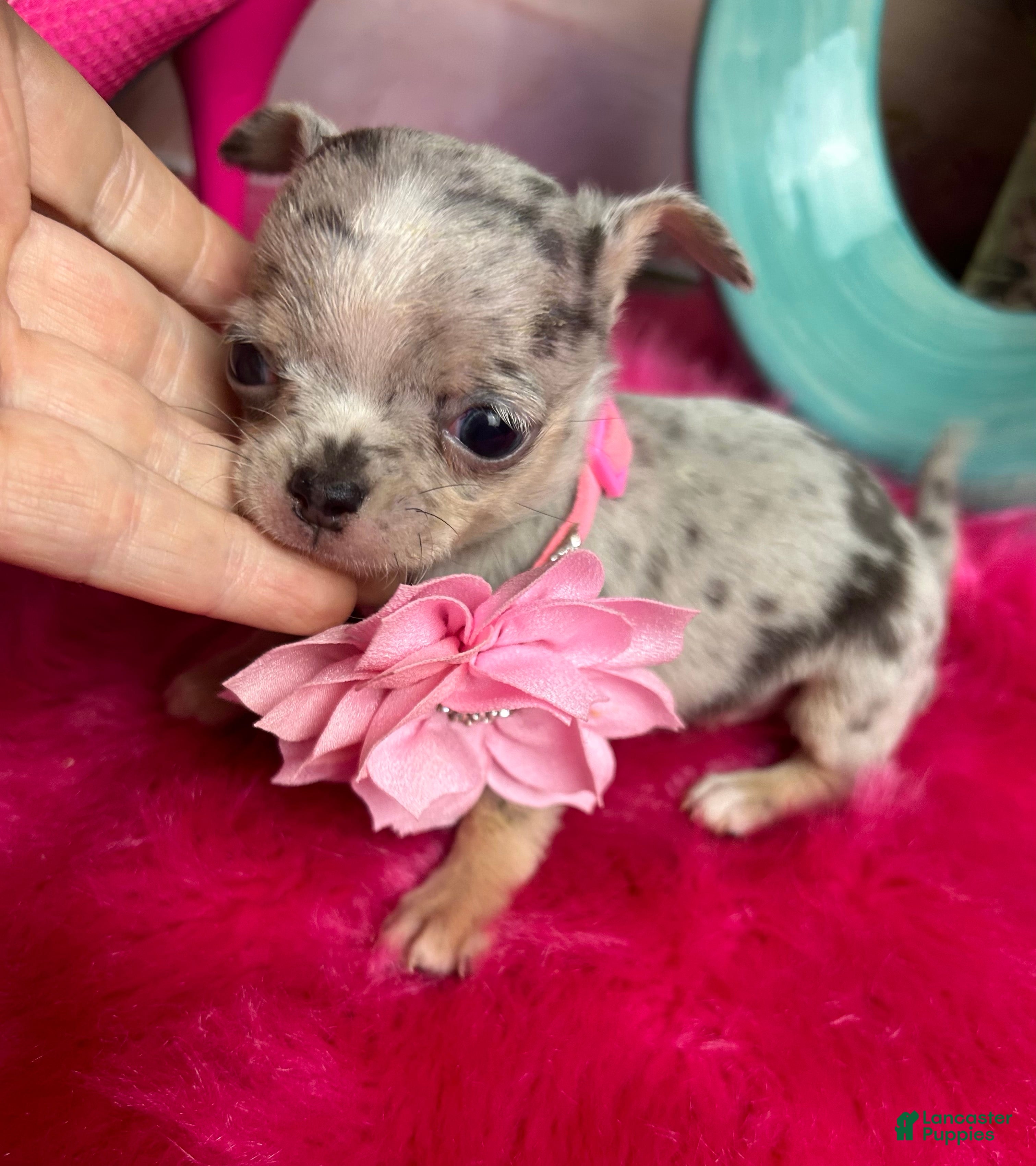 Chihuahua dogs Debs California Chihuahuas   - Ad 2