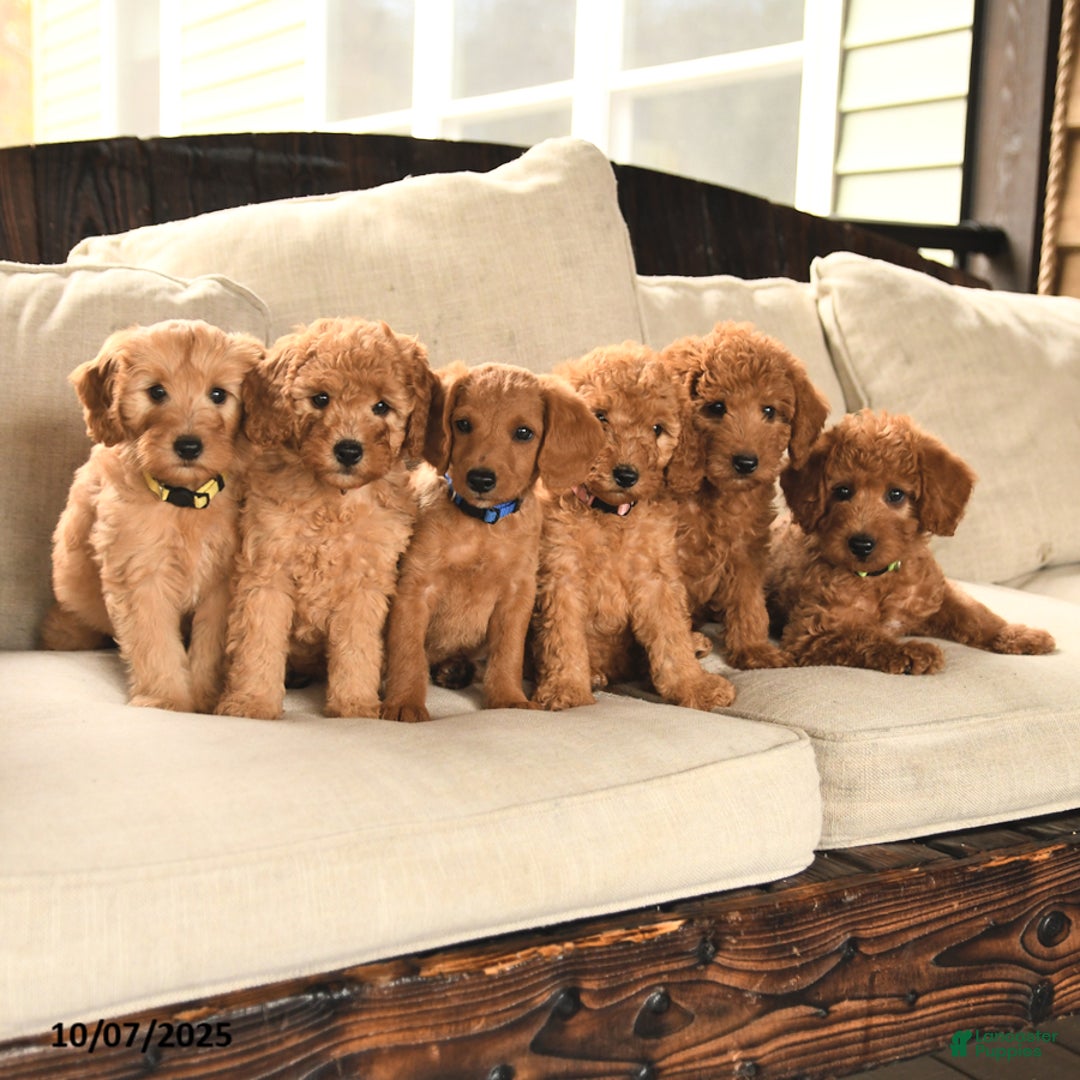 Miniature Labradoodle dogs for sale: Rusty - Ad 14