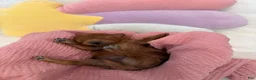 Mini Goldendoodle dogs for sale: Rose Collar  - Ad 14