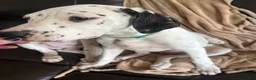 Mixed Breed dogs for sale: Pearl - Ad 3