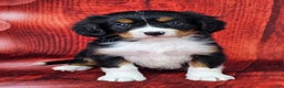 Miniature Bernese Mountain Dog dogs for sale: Midnight - Ad 1
