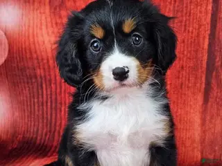 Miniature Bernese Mountain Dog dogs Midnight - Ad 7