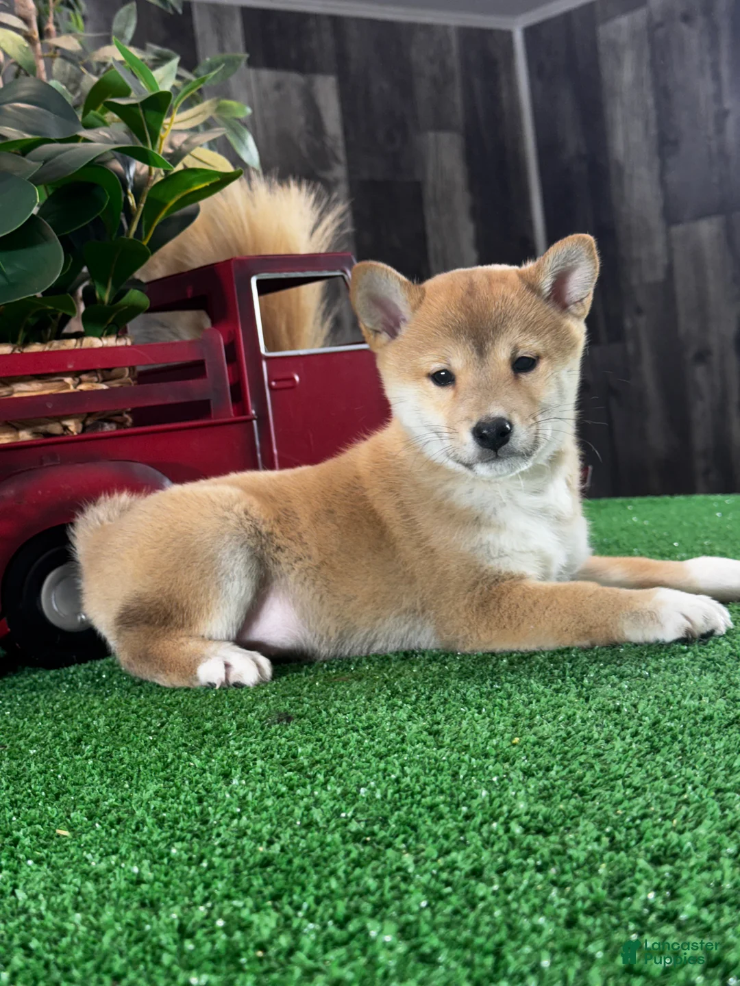 Shiba Inu dogs for sale: Ila - Ad 1