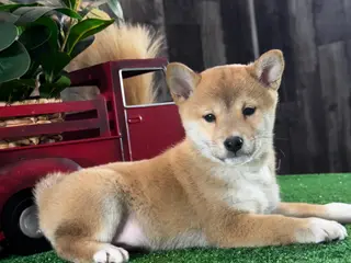 Shiba Inu dogs Ila - Ad 42