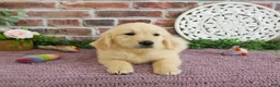 Golden Retriever dogs for sale: Gwenn - Ad 2