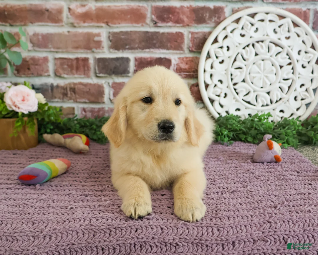 Golden Retriever dogs for sale: Gwenn - Ad 2