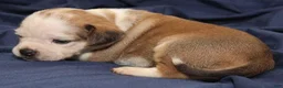 Puggle dogs for sale: Chewy - Ad 68