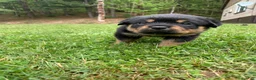 Rottweiler dogs for sale: Purple Female - Ad 11