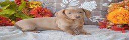Dachshund dogs for sale: Abigail - Ad 1