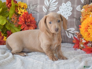 Dachshund dogs Abigail - Ad 38