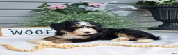 Mini Bernedoodle dogs for sale: Fern - Ad 6