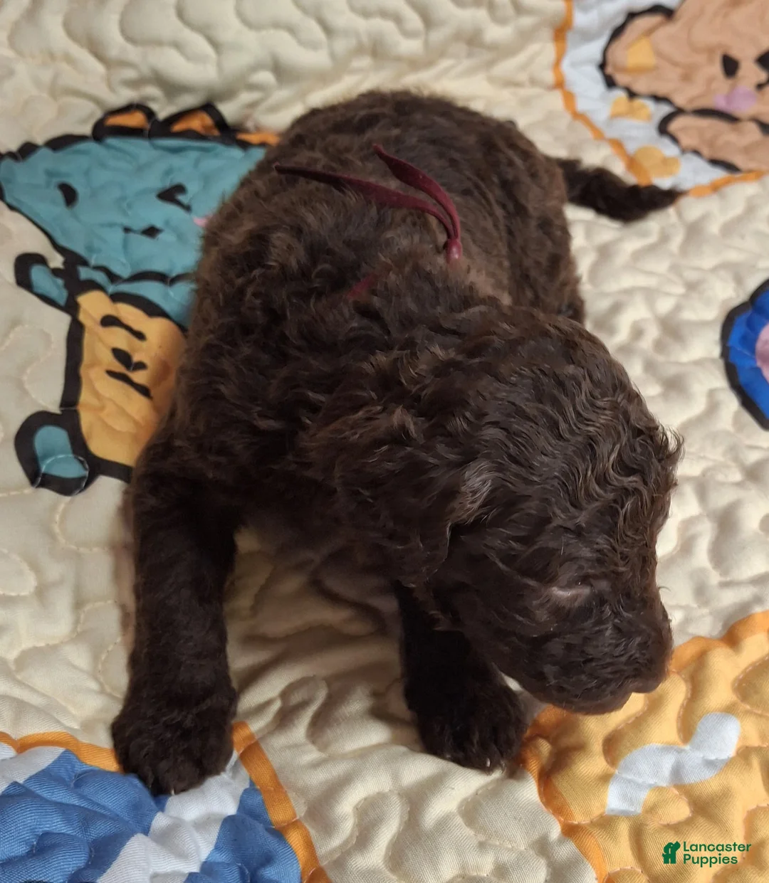 Labradoodle dogs for sale: Guava - Ad 2