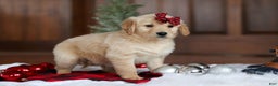 Golden Retriever dogs for sale: Sadie - Ad 4