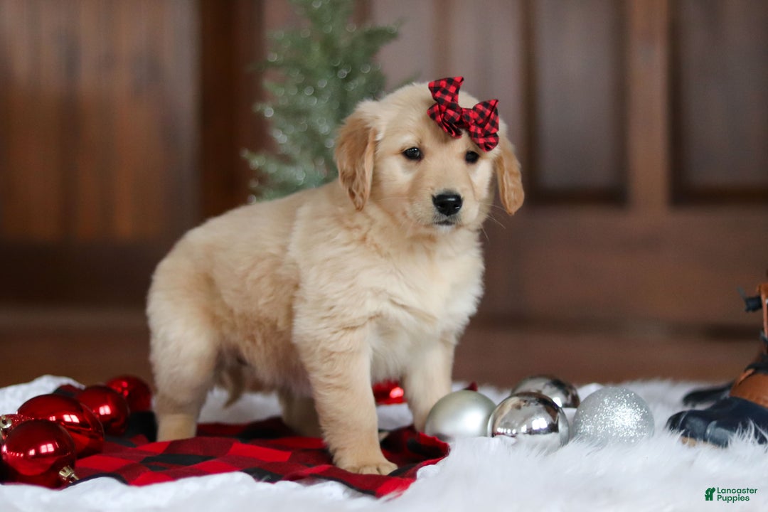 Golden Retriever dogs for sale: Sadie - Ad 4