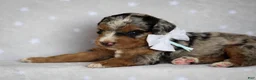 Mini Bernedoodle dogs for sale: Zaylor - Ad 3