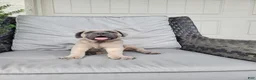 Cane Corso dogs for sale: Bella - Ad 2