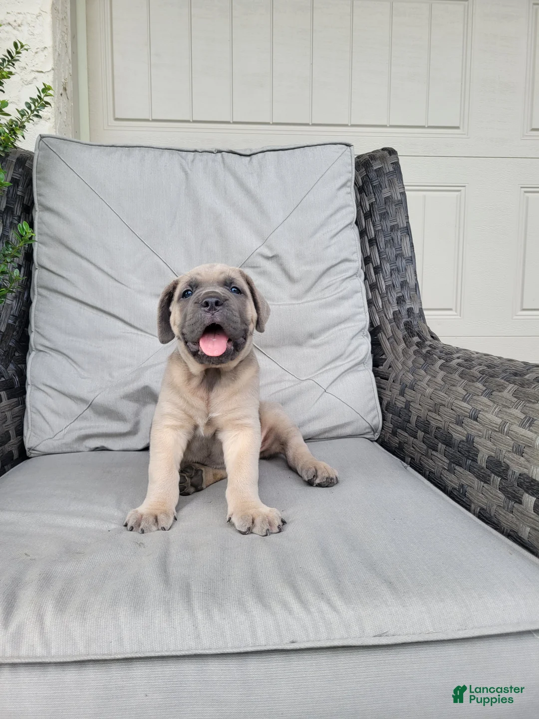 Cane Corso dogs for sale: Bella - Ad 2