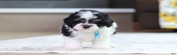 Miniature Poodle dogs for sale: Dawson (AKC) - Ad 9
