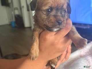 Mixed Breed dogs Baby brownie - Ad 30