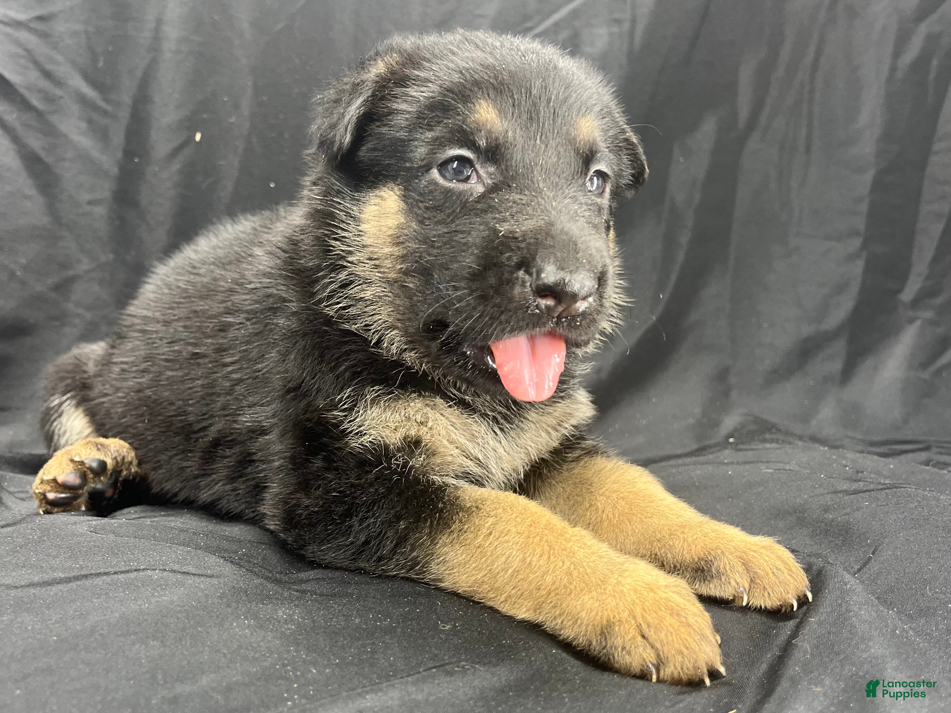 German Shepherd dogs Shadow - Ad 2