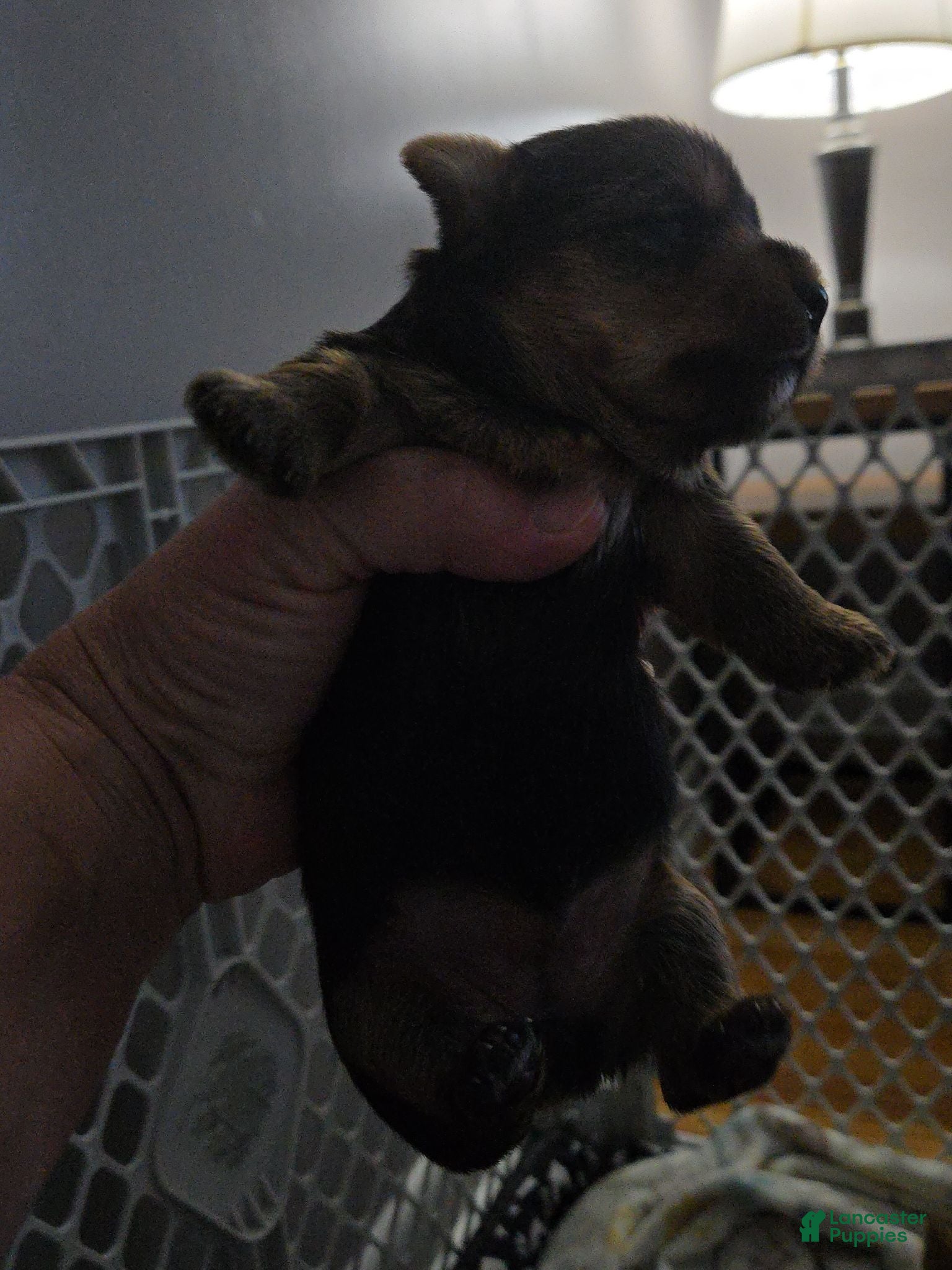 Yorkshire Terrier dogs Yorkshire Terrier 2 - Ad 37