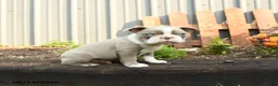 Boston Terrier dogs for sale: Jupiter - Ad 5