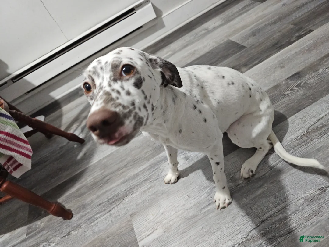 Mixed Breed dogs for sale: Freckles - Ad 5