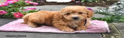 Bichpoo dogs for sale: Tilly - Ad 4