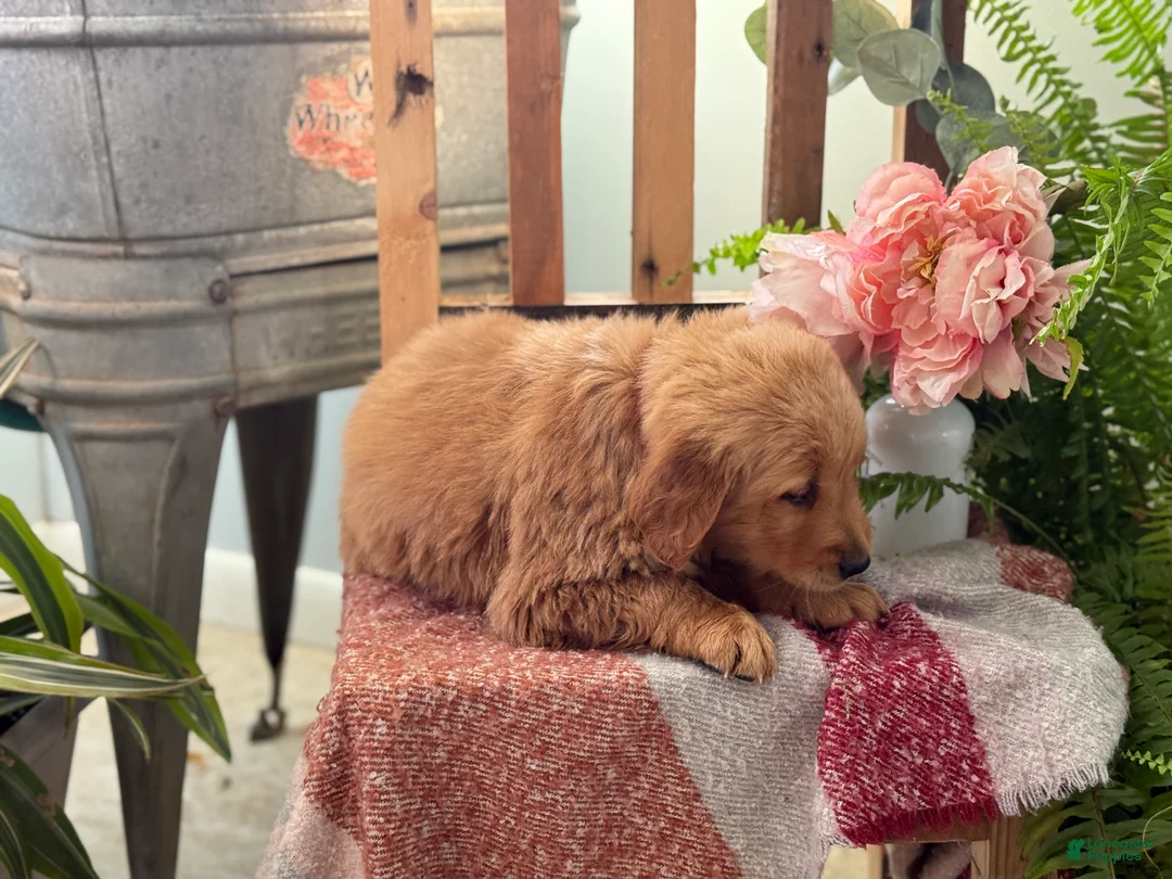 Golden Retriever dogs for sale: Reese - Ad 3