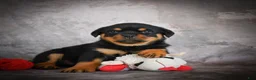 Rottweiler dogs for sale: Lexi - Ad 10
