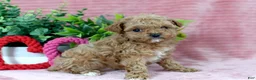 Toy Poodle dogs for sale: Caleb-GENETIC TESTED - Ad 3