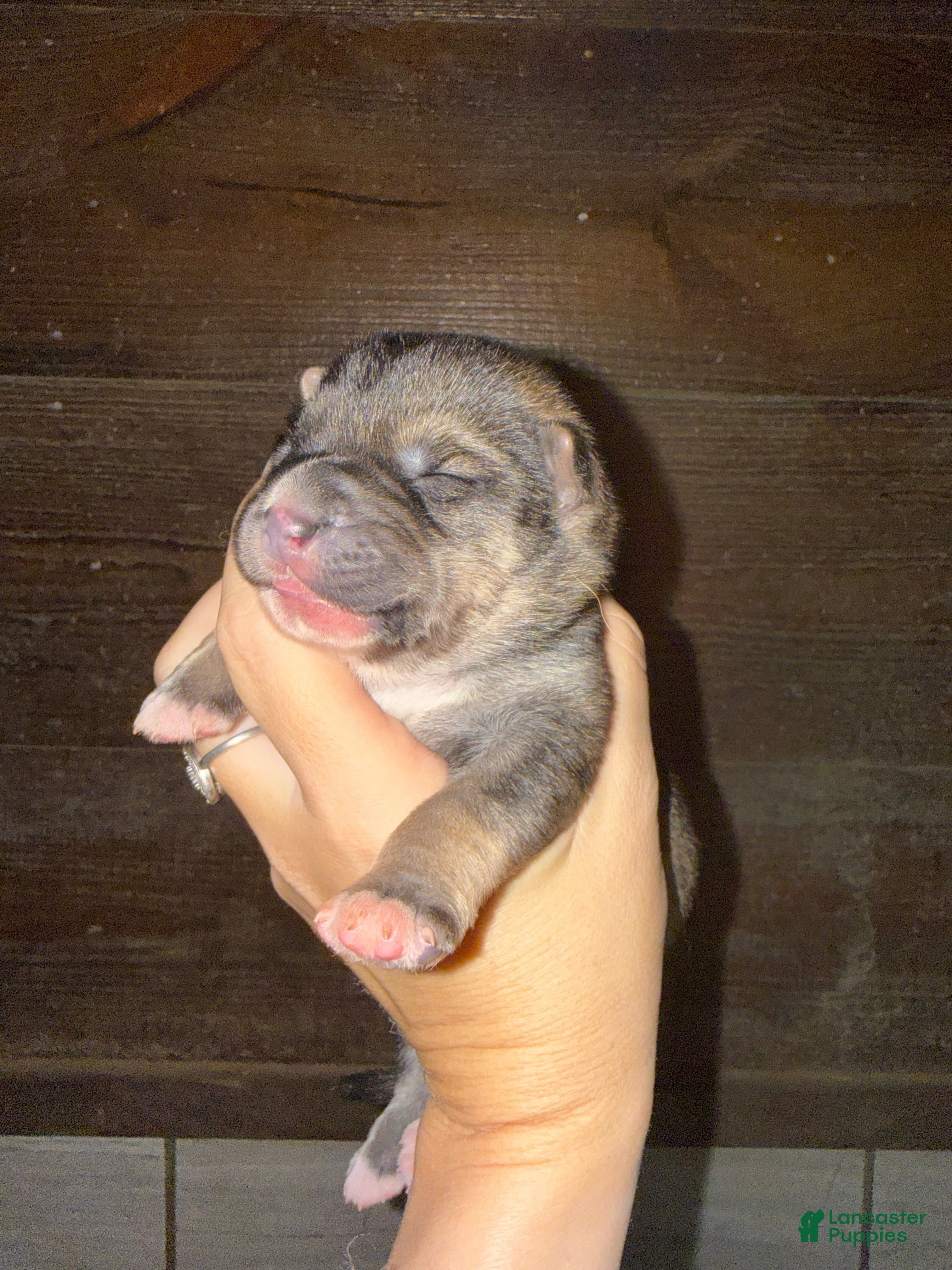 Gerberian Shepsky dogs Yellow - Ad 5