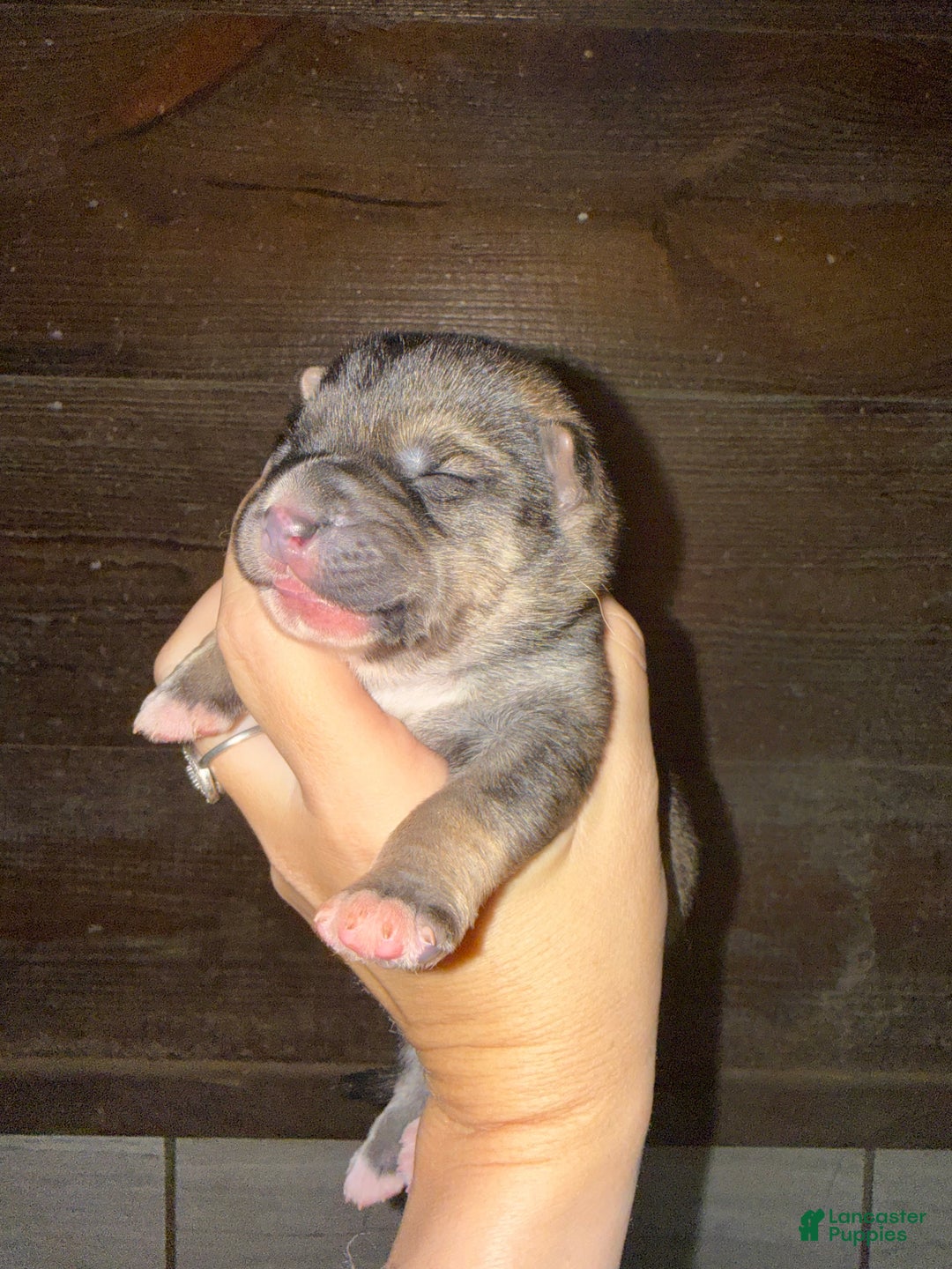 Gerberian Shepsky dogs for sale: Yellow - Ad 1