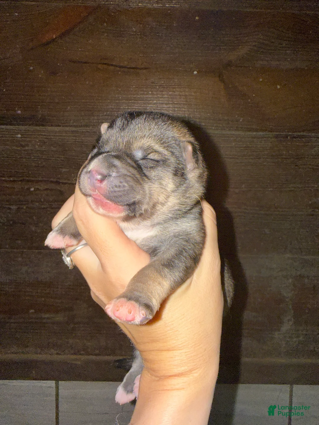 Gerberian Shepsky dogs for sale: Maverick - Ad 6